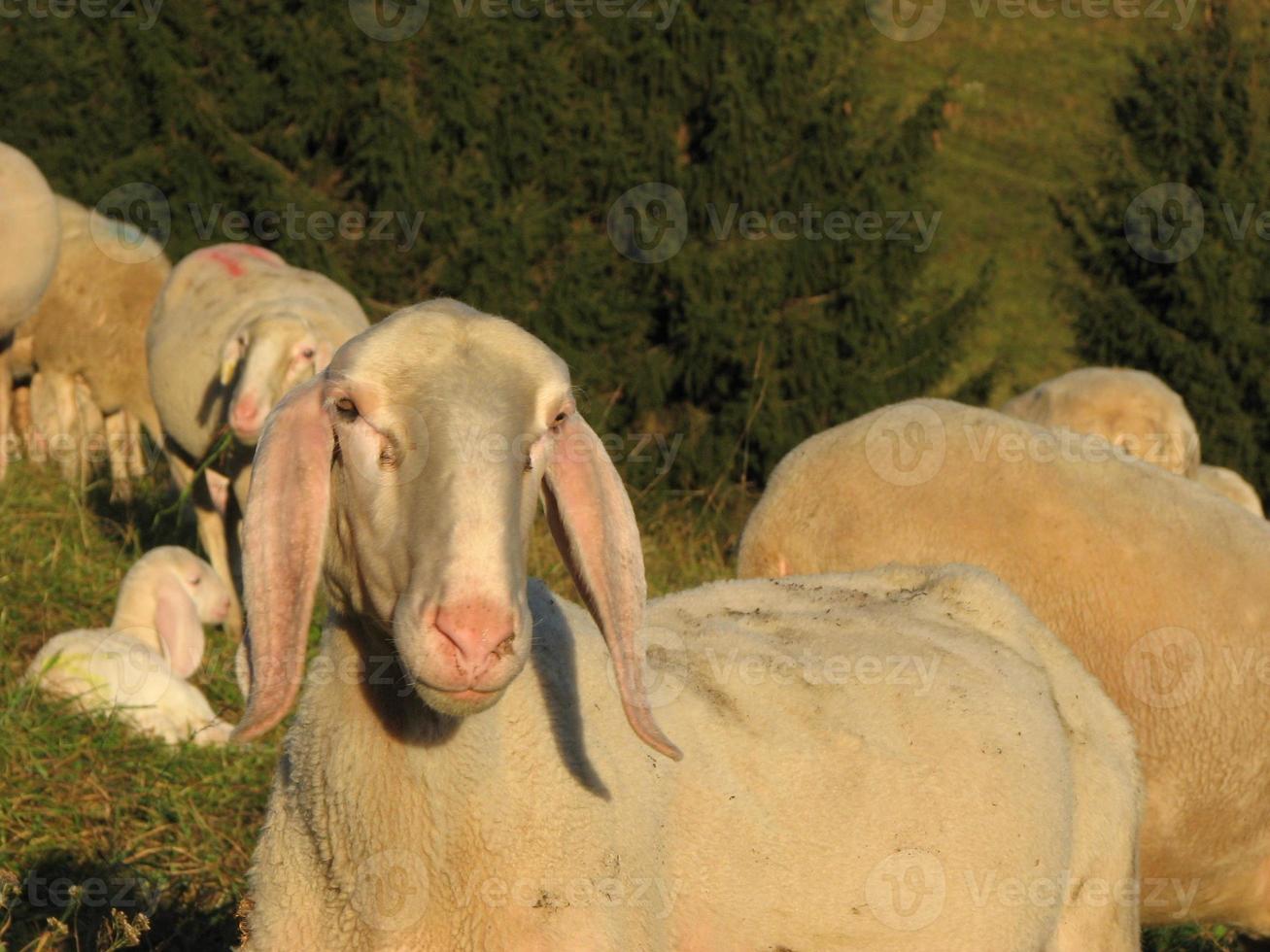 grandi pecore bianche che pascono in autunno foto