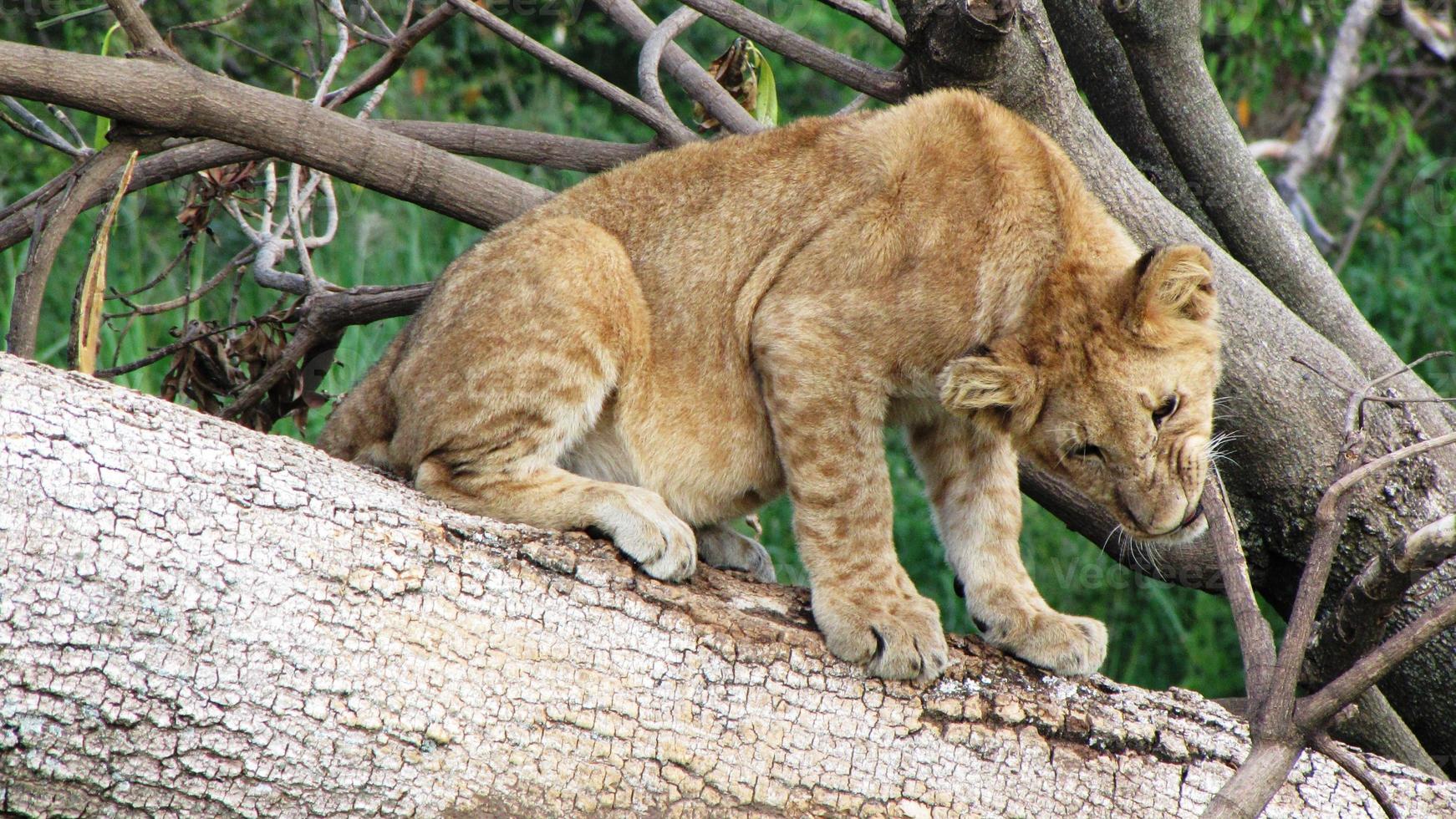 cucciolo di leone, riserva nazionale masai mara, kenia, nessun popolo, fauna selvatica foto