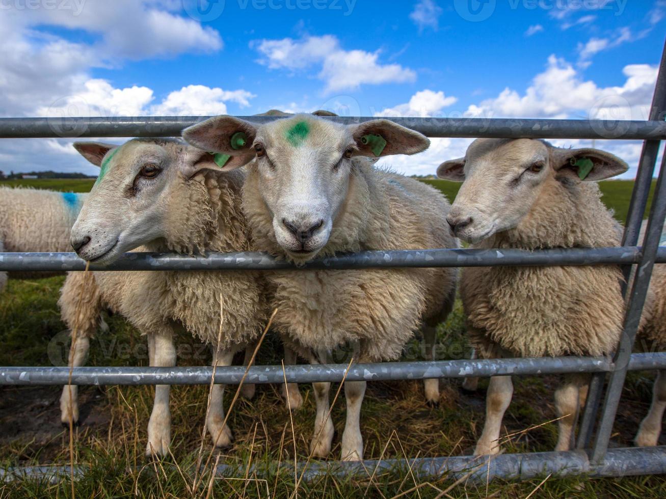 osservazione delle pecore texel foto