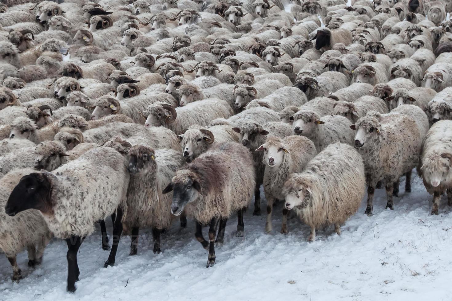 gregge di pecore in inverno foto