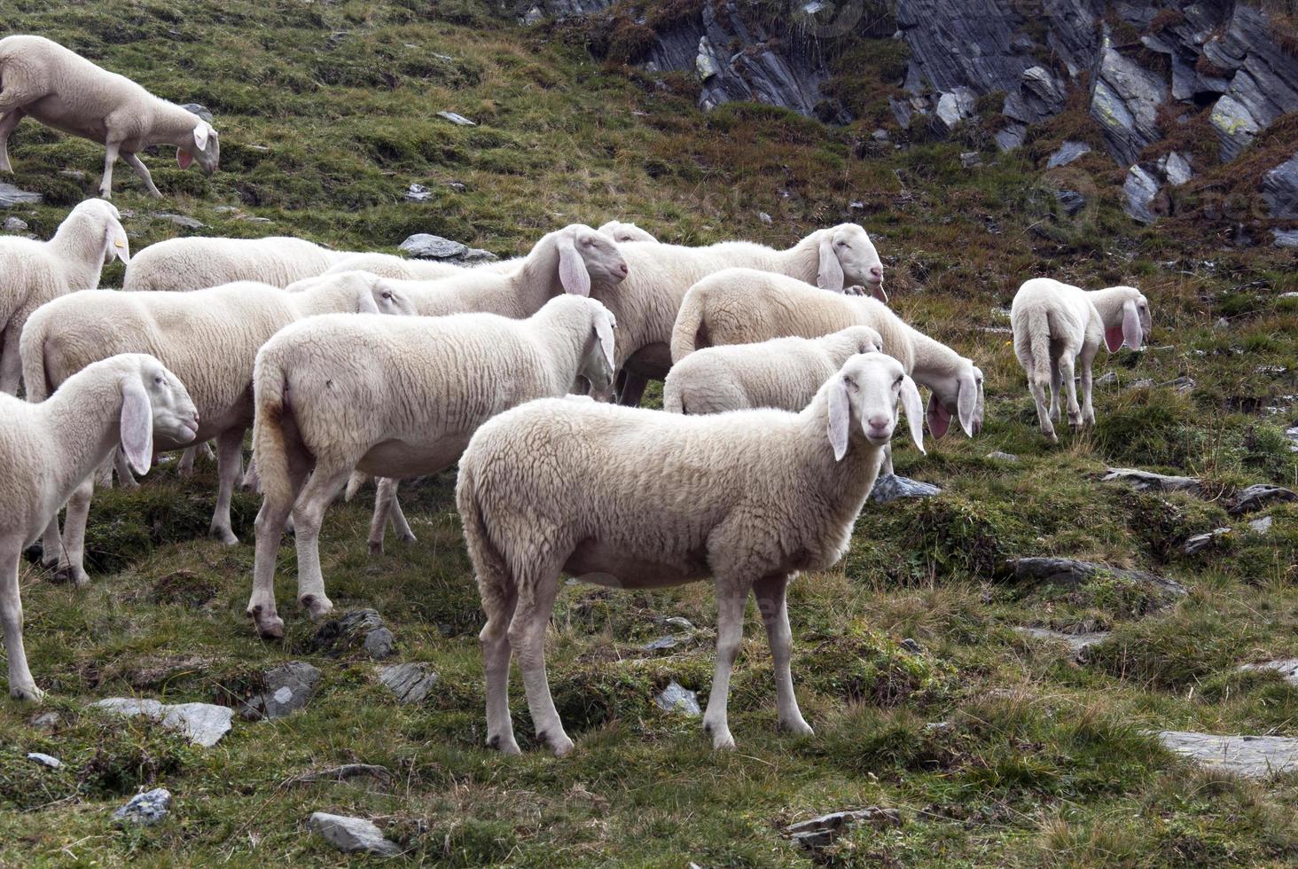 pecore foto
