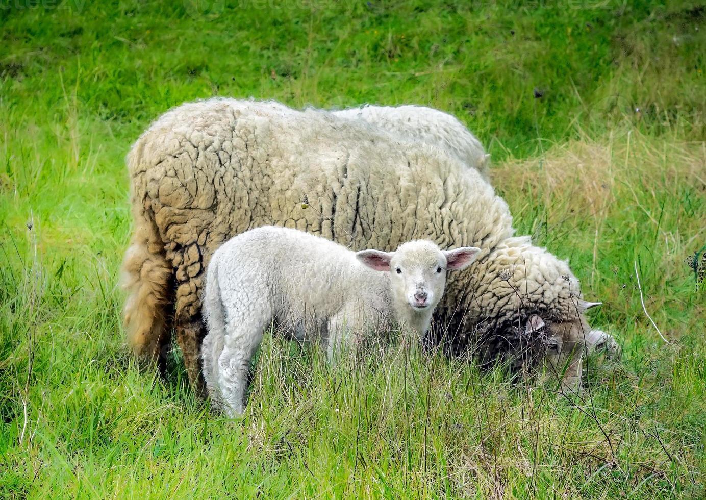 madre pecora e il suo agnello in primavera foto