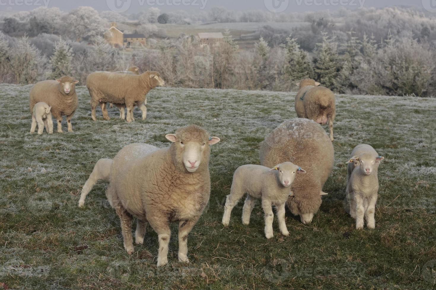 pecore e agnelli al pascolo foto
