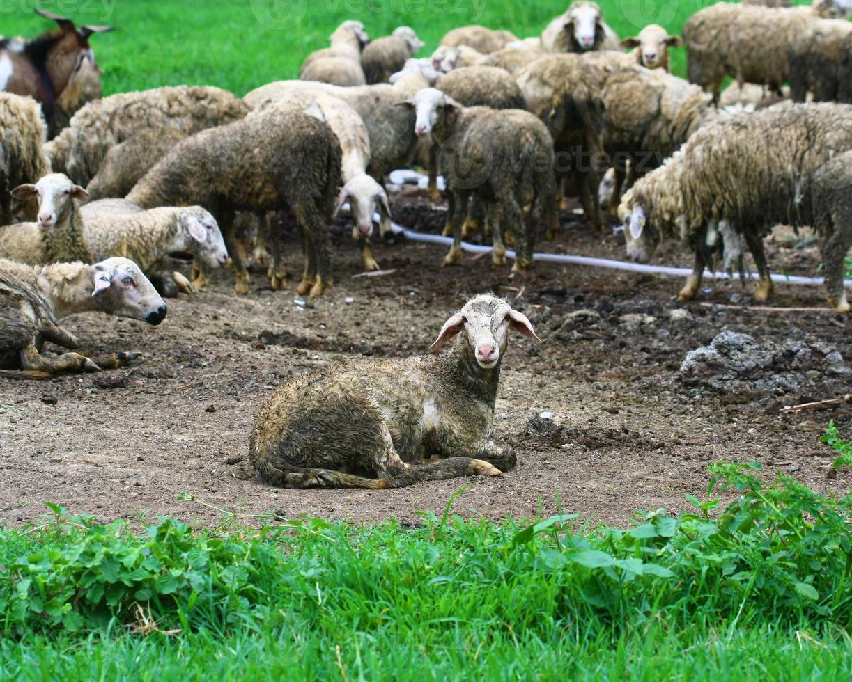 agnello sporco in fattoria foto