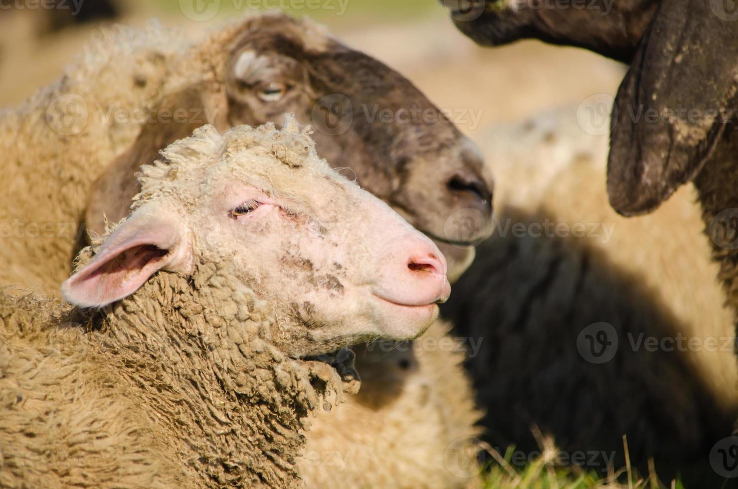 colpo alla testa di giovani pecore in piedi dai genitori - foto