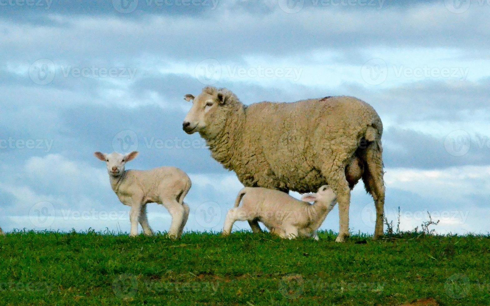 pecore su una cresta foto