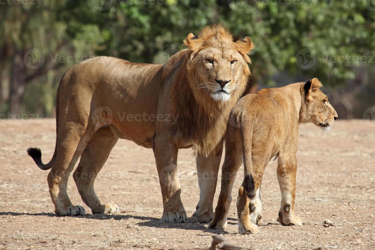 leone e leonessa foto