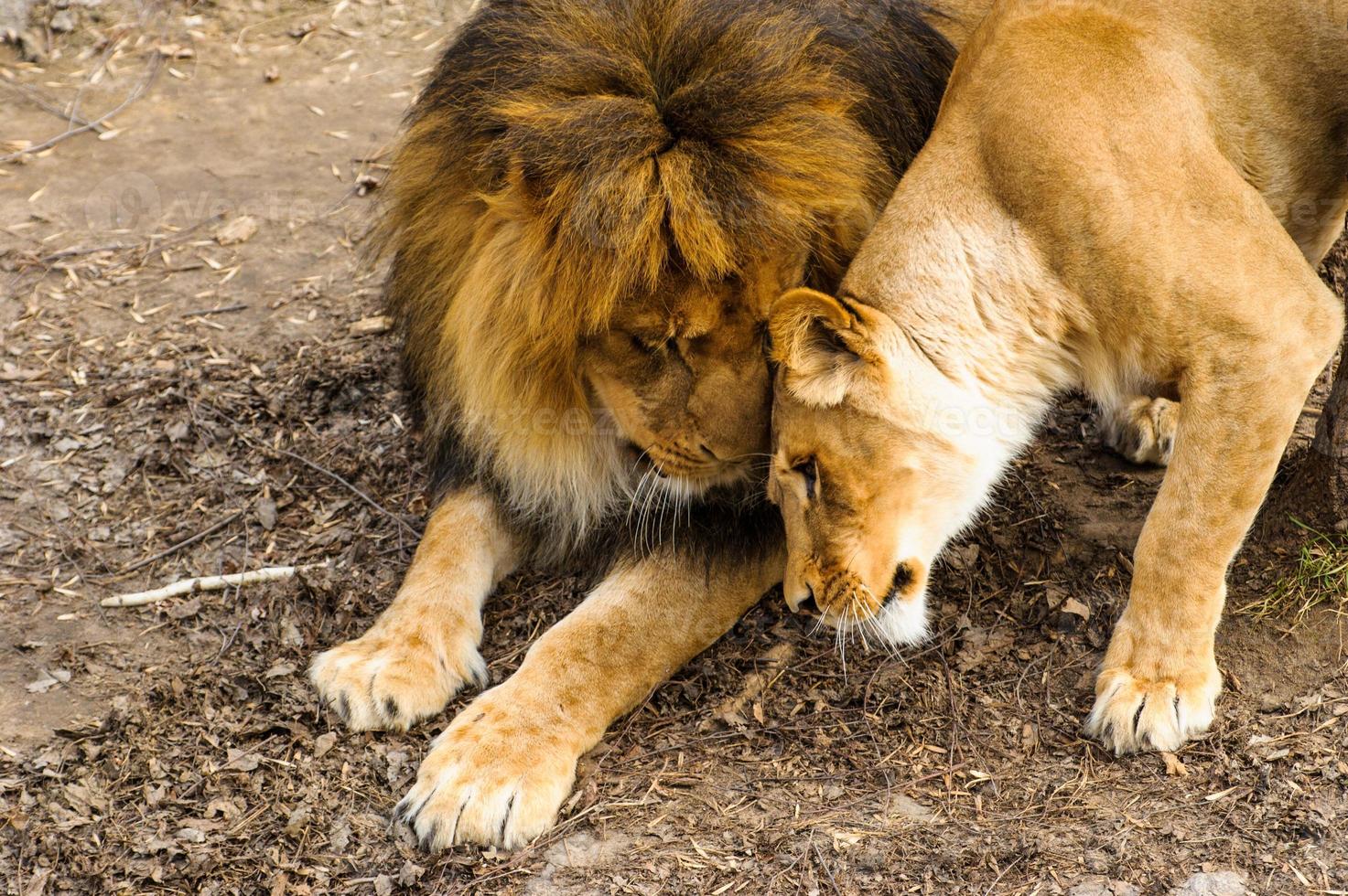 potente leone e leonessa foto