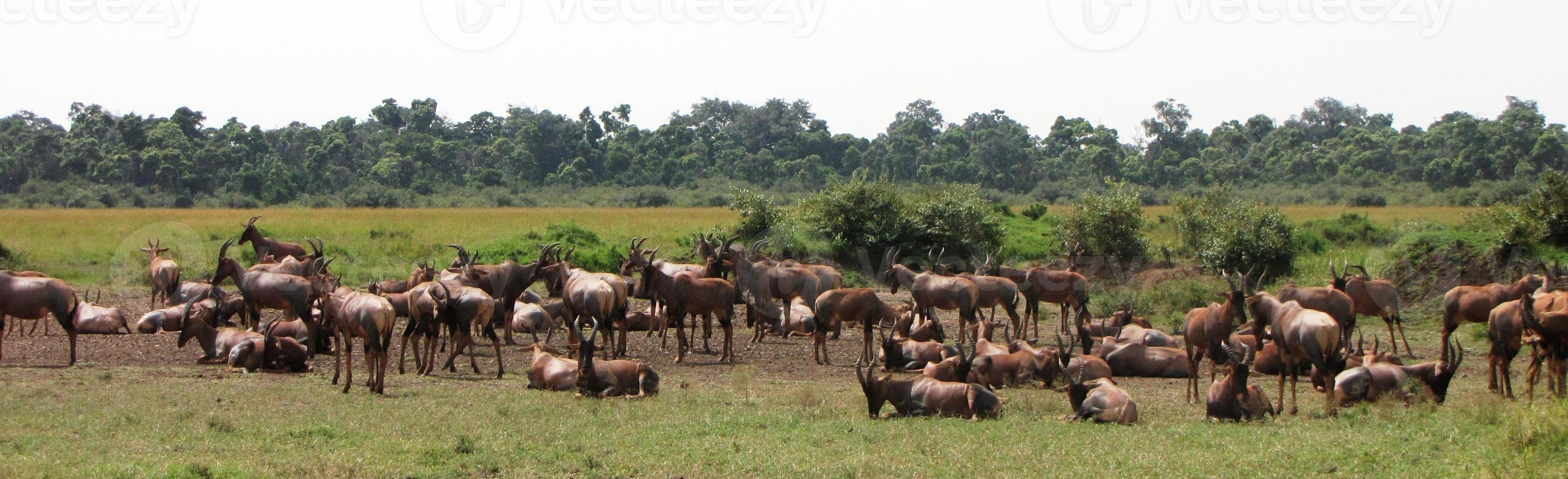 masai mara - topis - antilopi foto