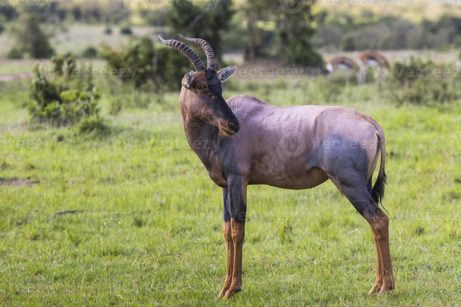 topi antilope nella riserva nazionale dell'Africa, Kenia foto