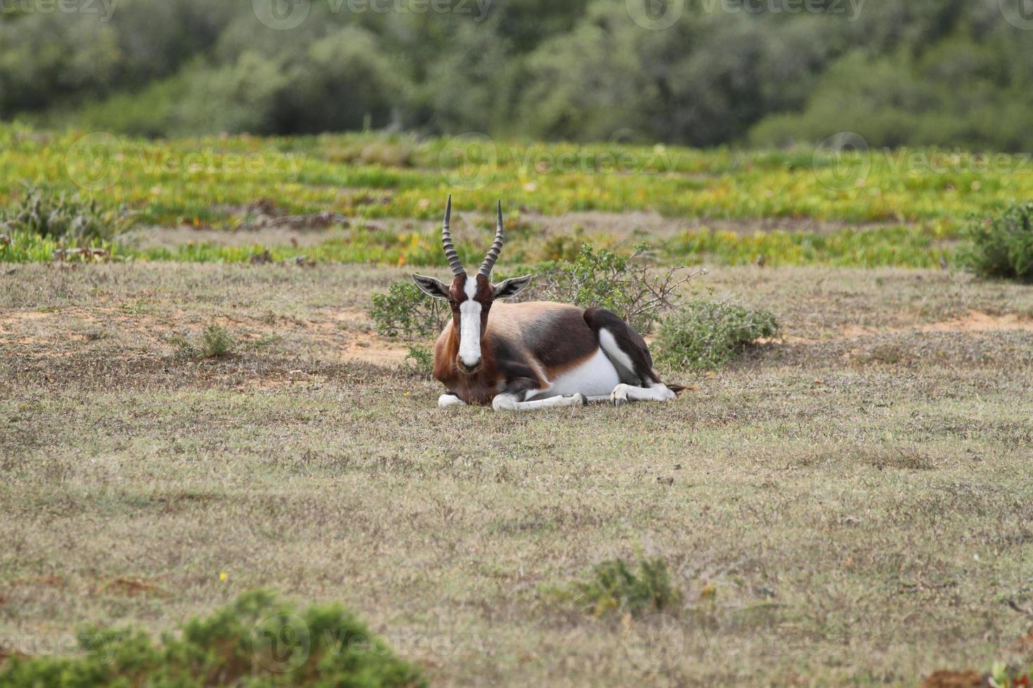 bontebok nella riserva naturale de hoop foto