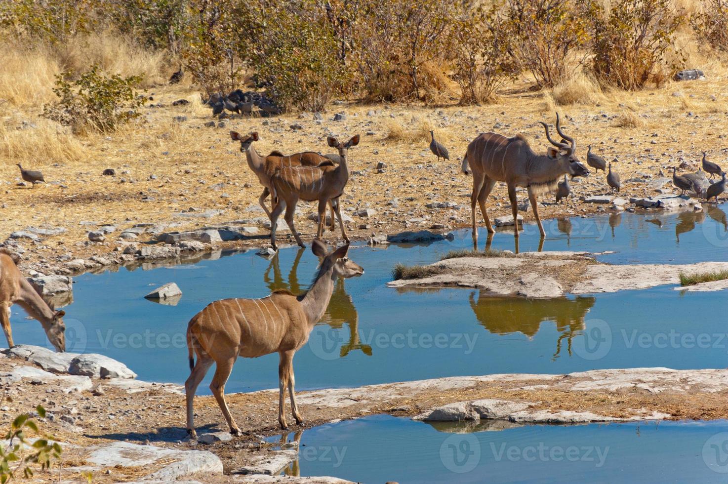 antilopi di kudu che bevono dalla pozza d'acqua foto