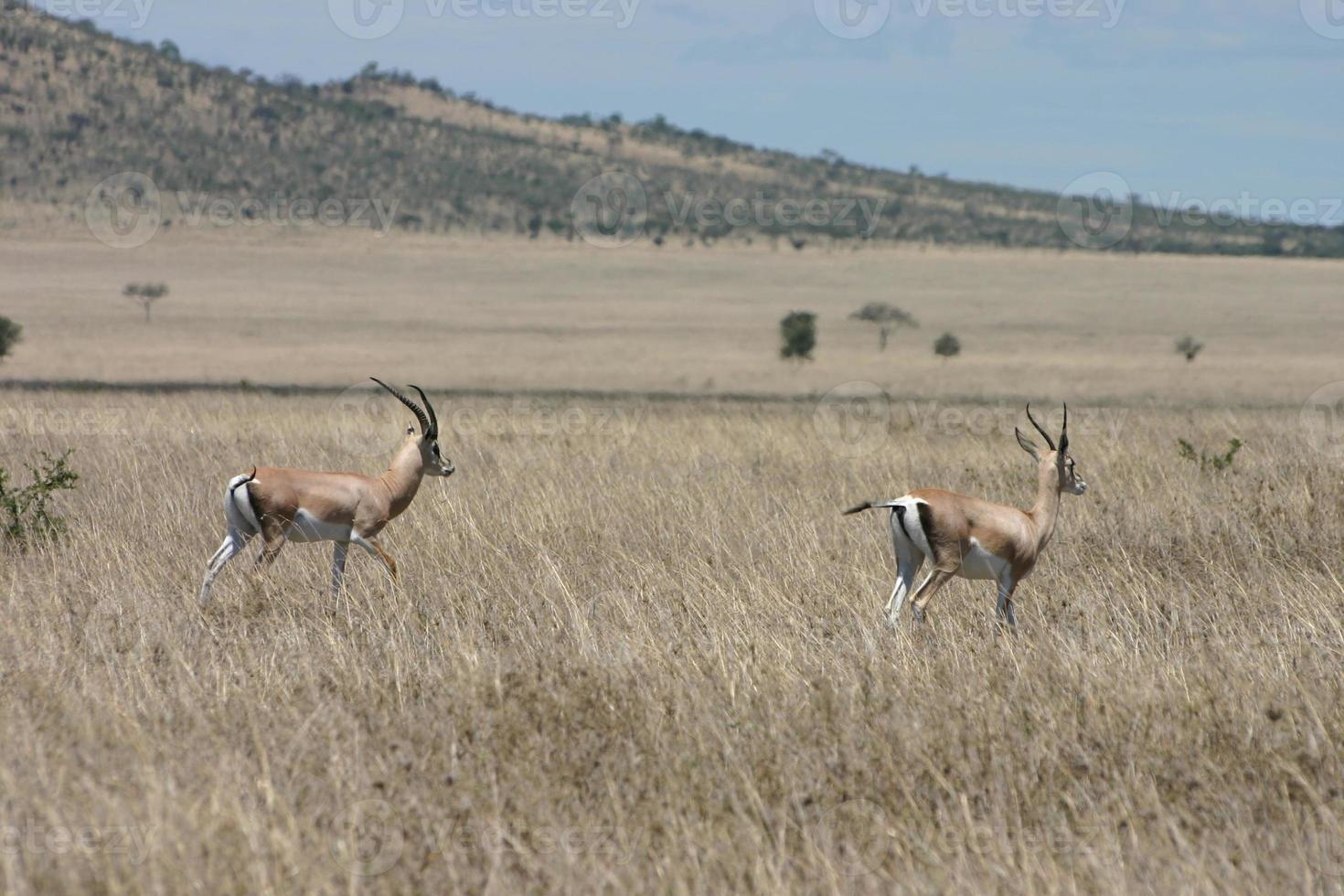 gazzella di granturco, (nanger granti), savana africana, serengeti, tanzania foto