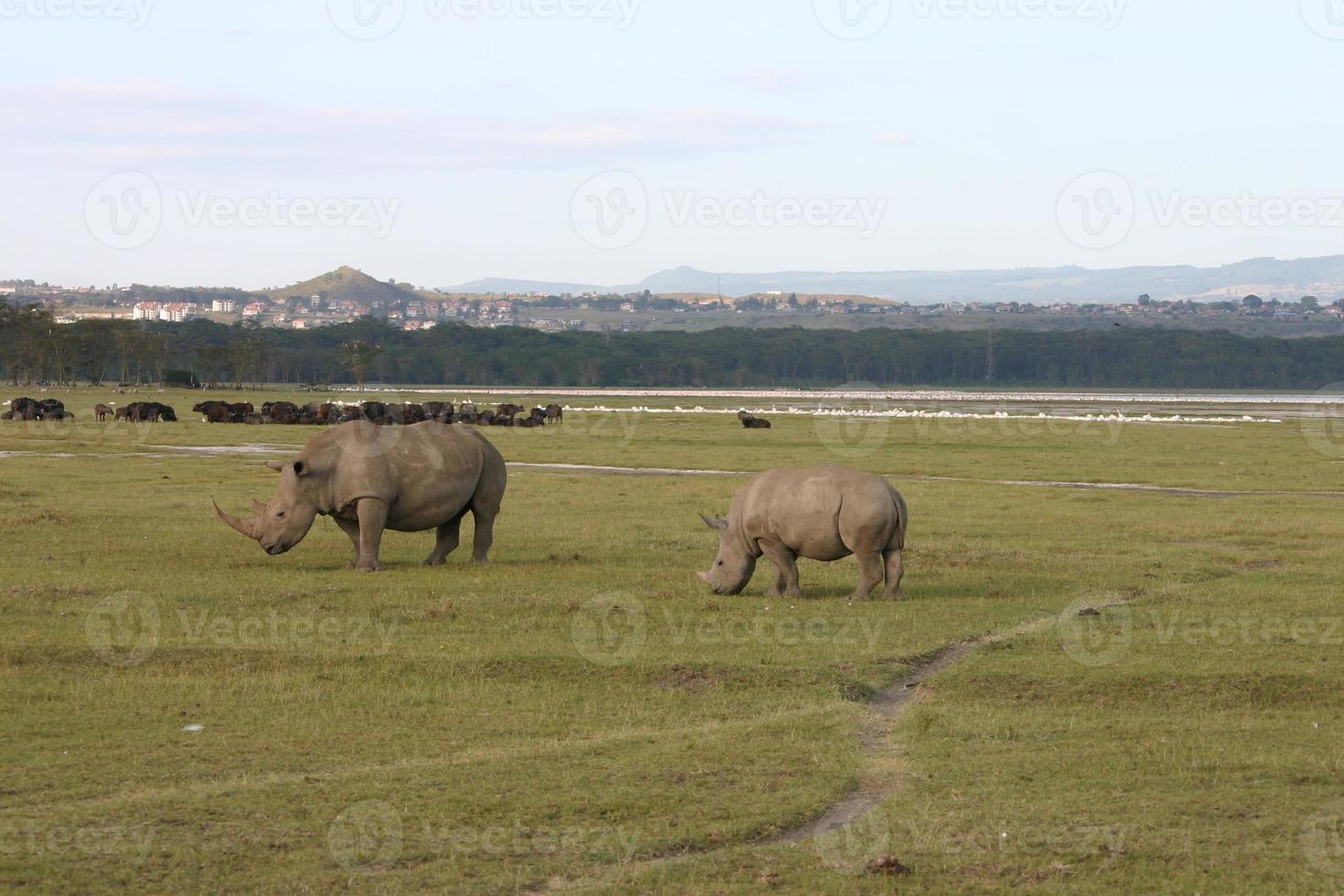 rinoceronte bianco, rinoceronte, (ceratotherium simum), breitmaulnashorn, lago nakuru, kenia foto