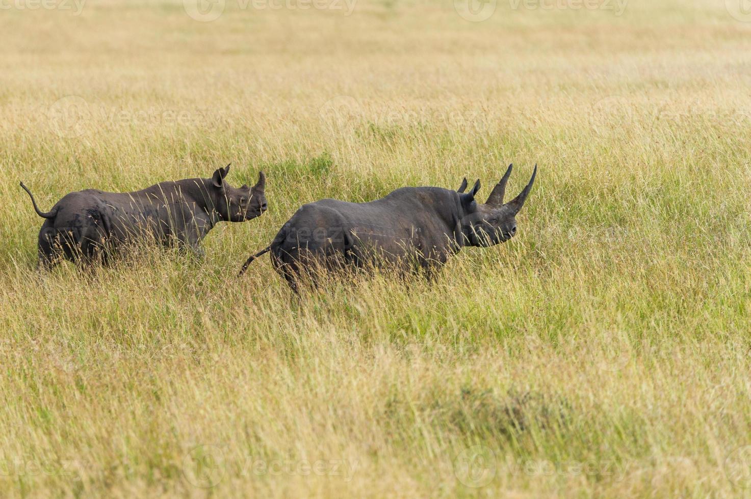 due rinoceronti foto