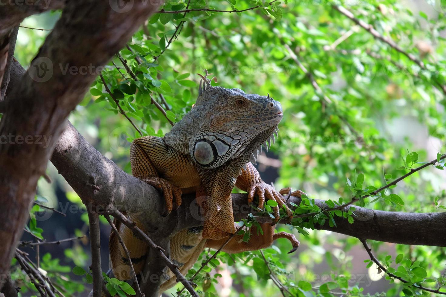 Iguana marrone sull'albero foto