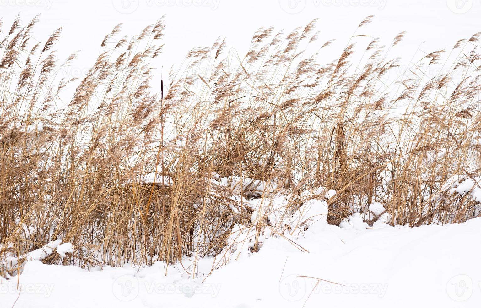 rami di erba della pampa sullo sfondo della natura invernale. foto