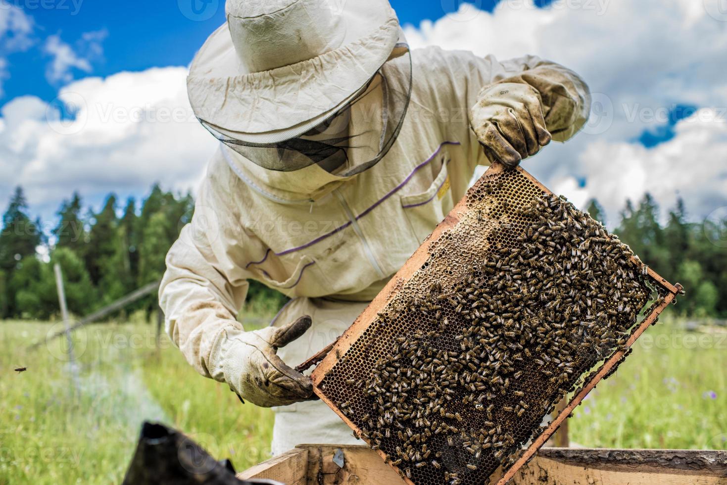 l'apicoltore sta lavorando con api e alveari sull'apiario. foto