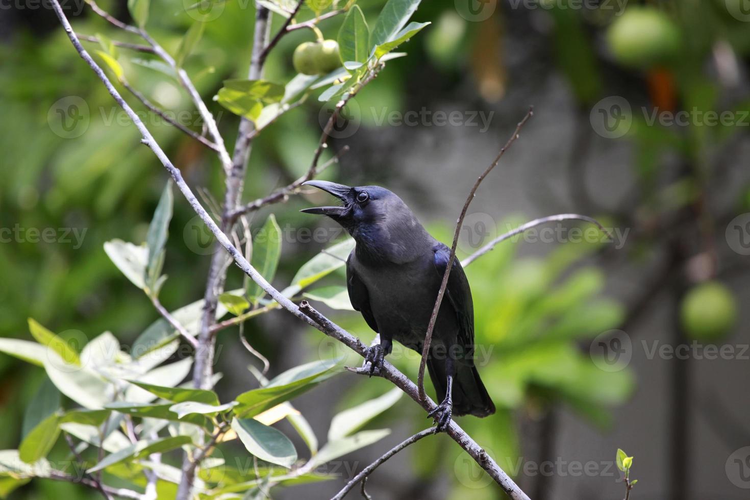 uccello nero sull'albero foto