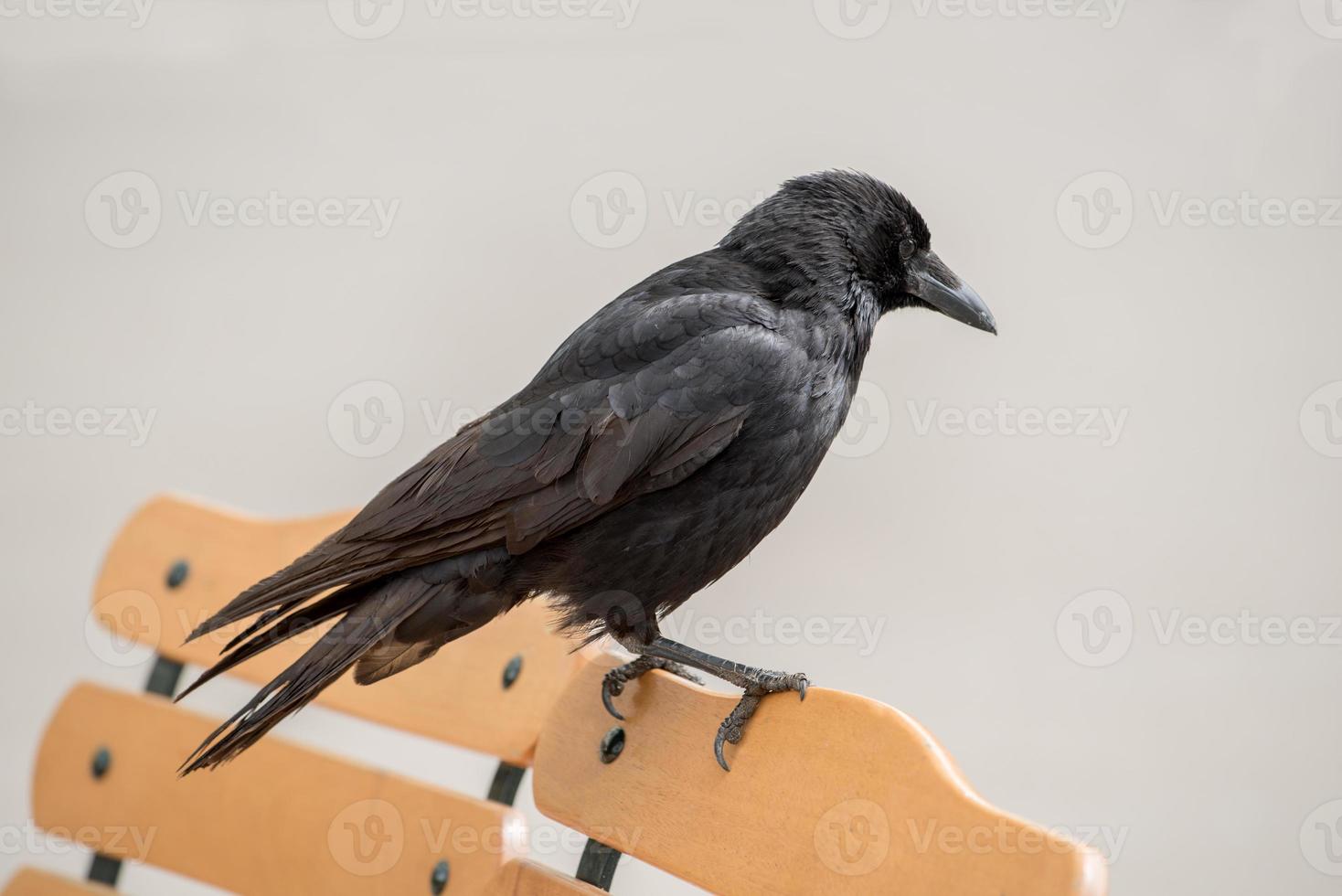 corvo seduto su una sedia foto