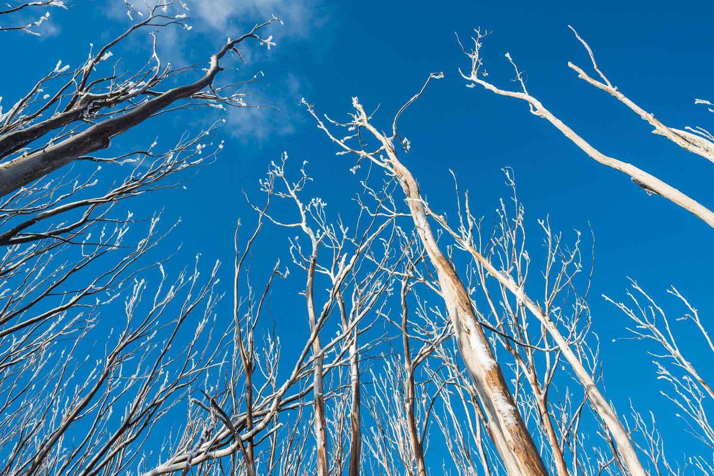 l'albero senza foglie nella stagione invernale nella stazione sciistica di montagna del lago nello stato di victoria in australia. questo posto è a 120 minuti di auto da melbourne. foto