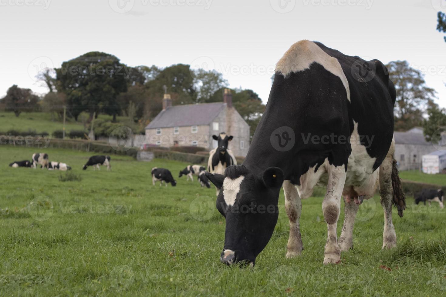 mucche al pascolo in campo foto