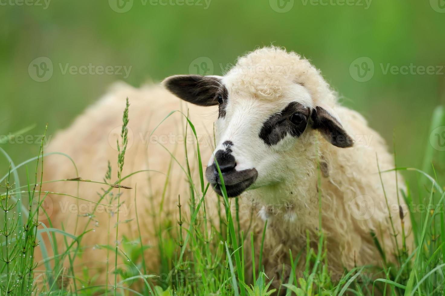 gregge di pecore su un campo estivo foto