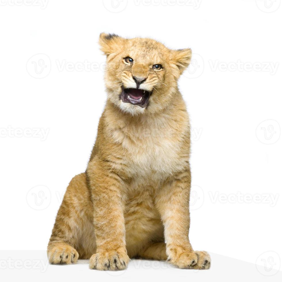 cucciolo di leone seduto foto