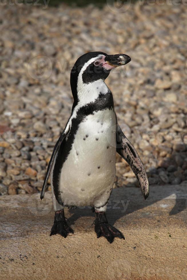 pinguino di Humboldt (spheniscus humboldti). foto