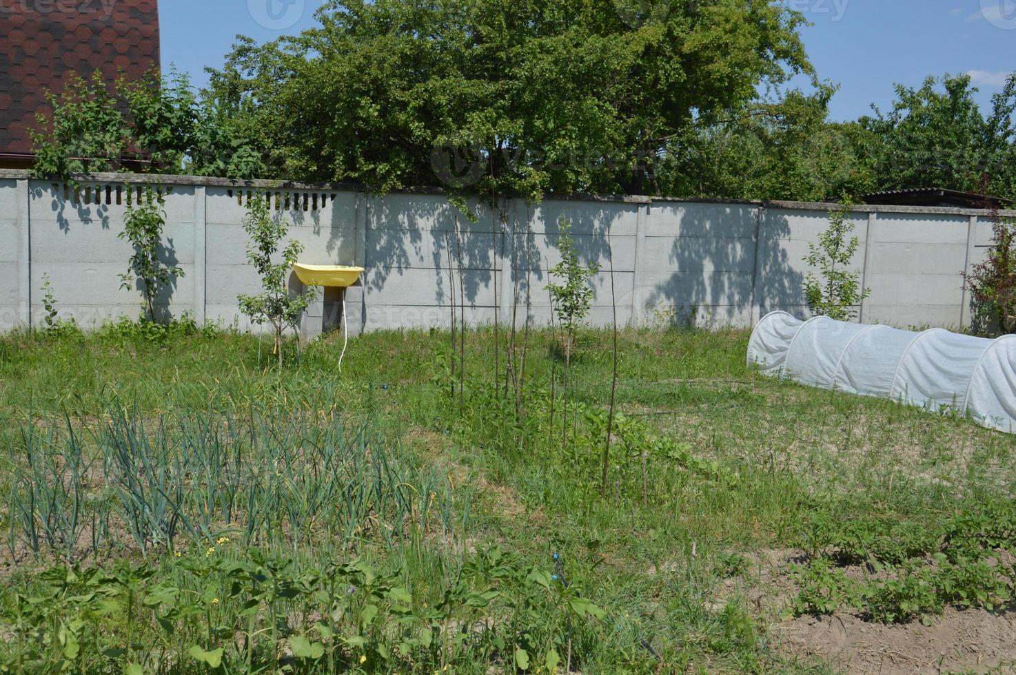 coltivare ortaggi nell'orto del villaggio foto