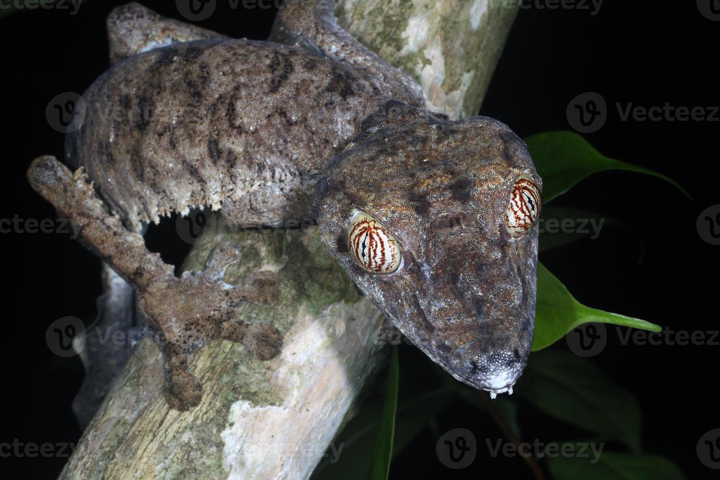 geco uroplatus fimbriatus della coda della foglia dal Madagascar foto