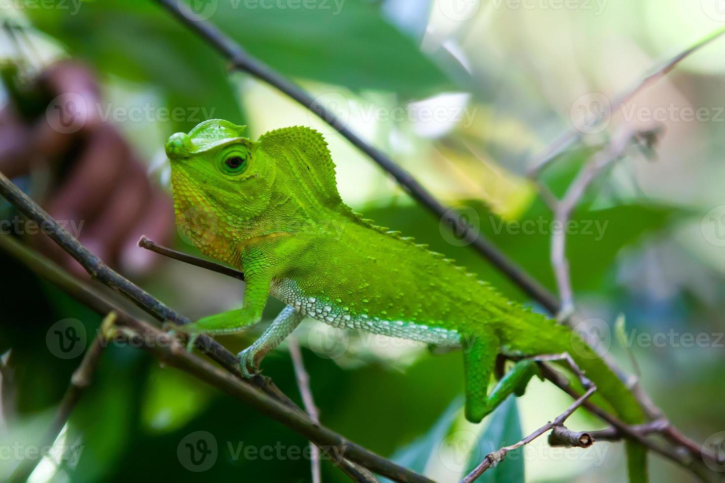 camaleonte verde al ramo di un albero nella foresta di singharaja in Sri Lanka foto