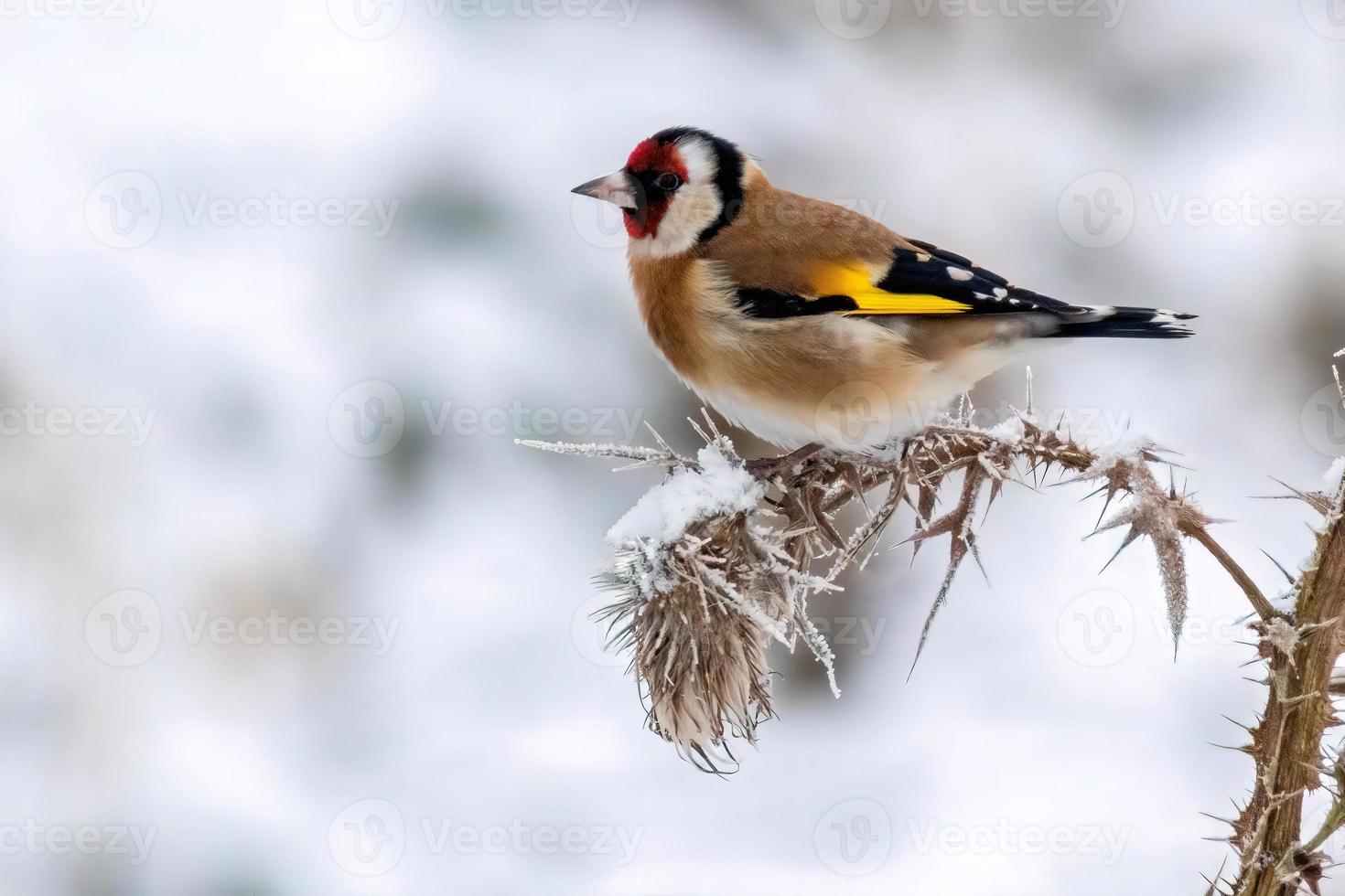 un cardellino si siede su un cardo innevato e cerca cibo foto