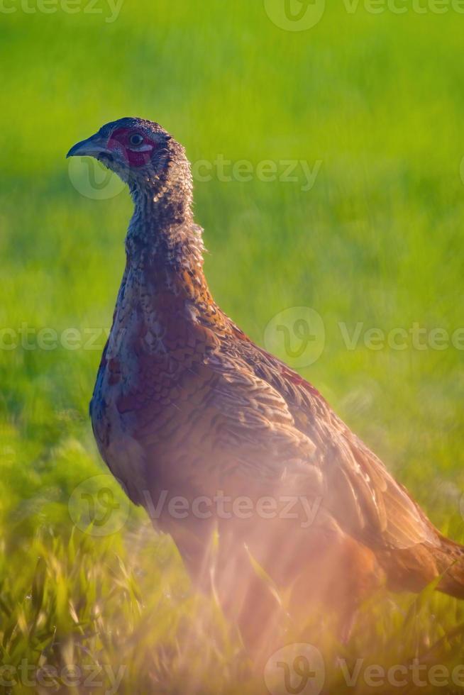 un giovane gallo fagiano in un prato foto