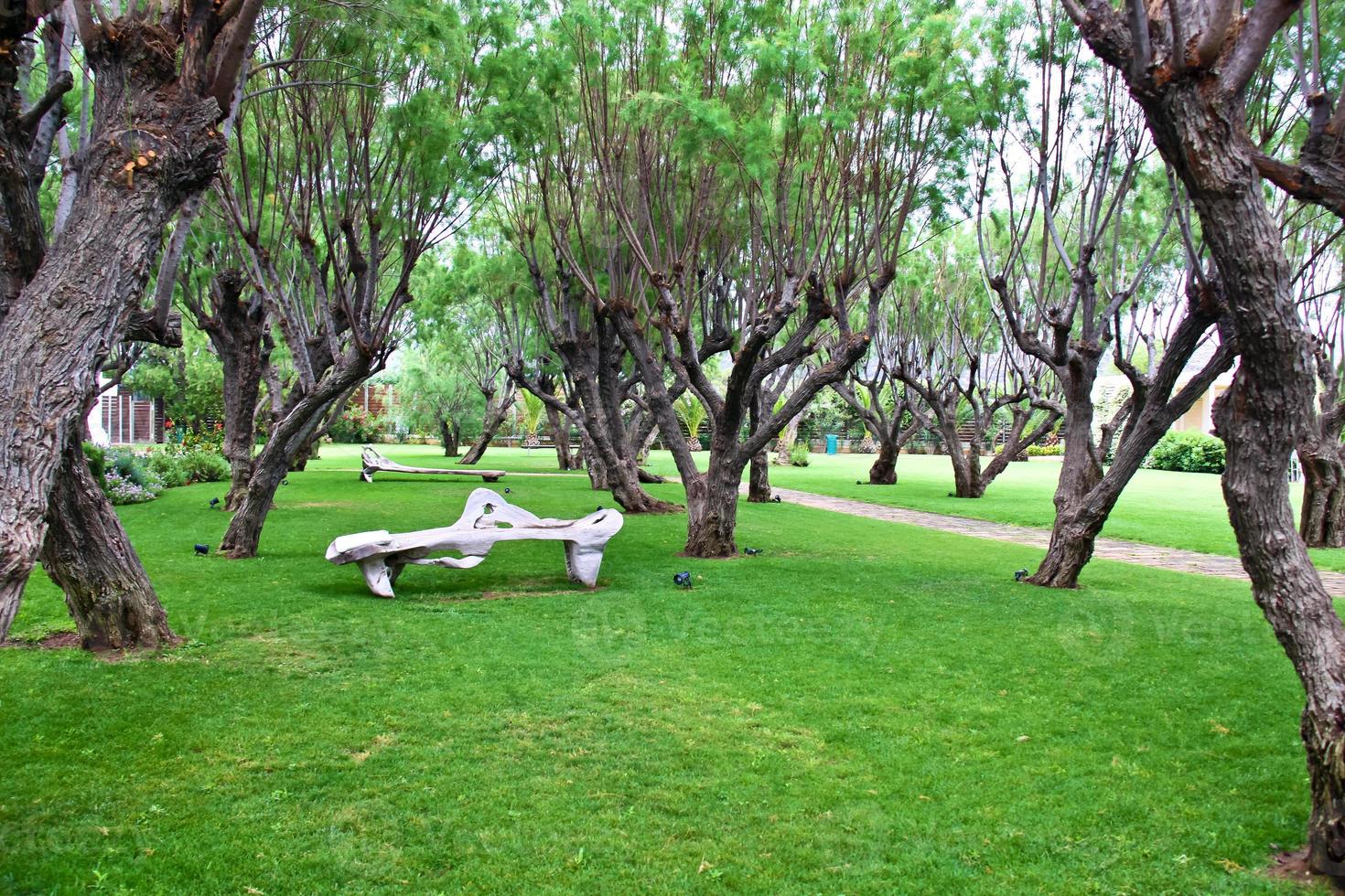 bel giardino con fiori e prato verde foto