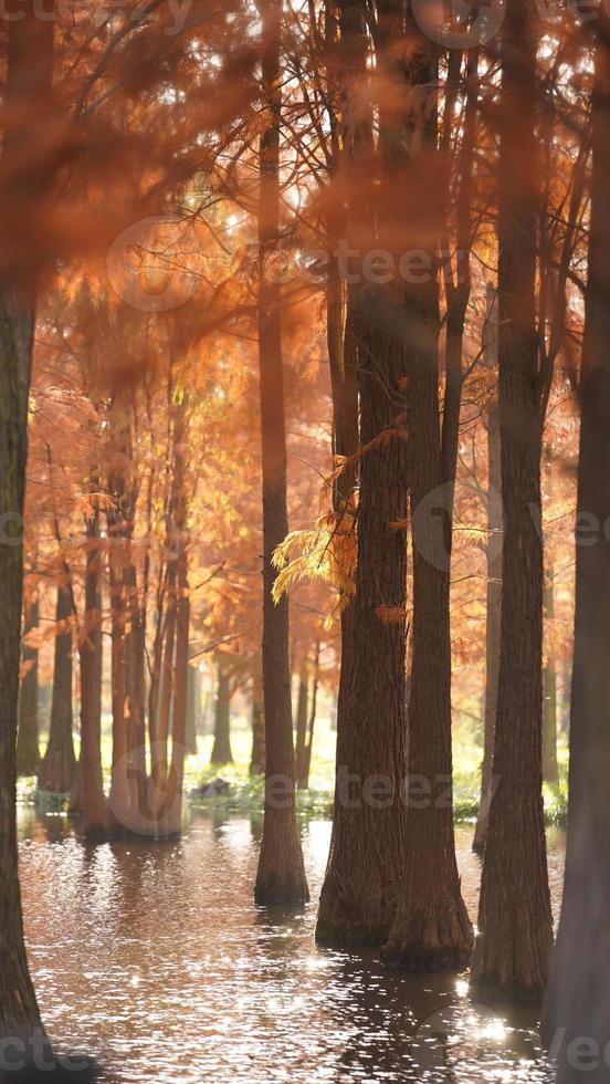 la splendida vista sulla foresta sull'acqua in autunno foto