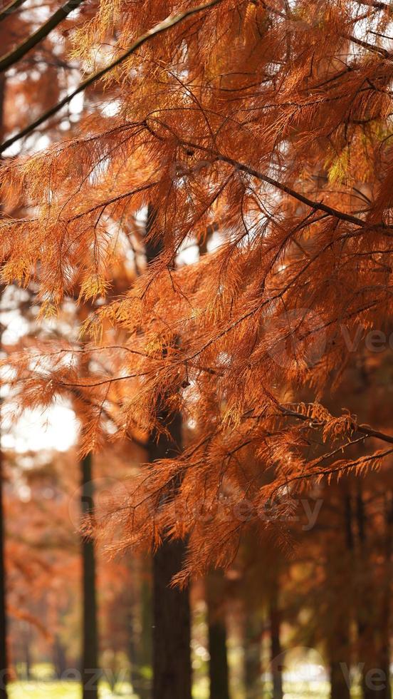 la splendida vista sulla foresta sull'acqua in autunno foto