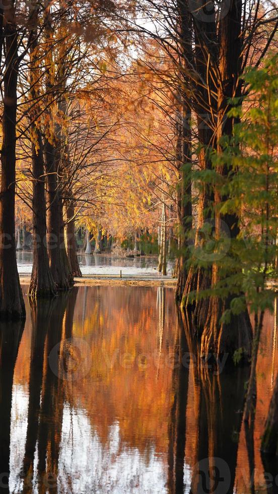 la splendida vista sulla foresta sull'acqua in autunno foto