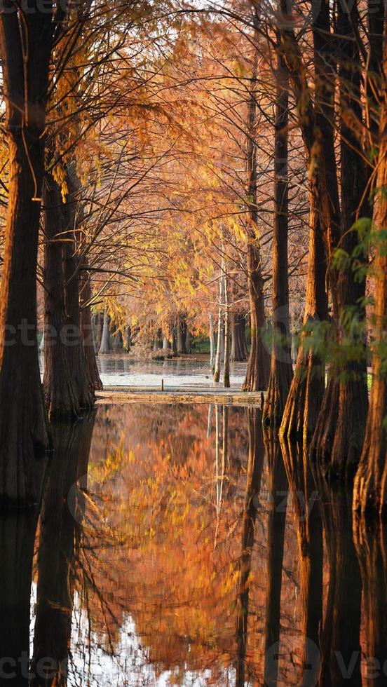la splendida vista sulla foresta sull'acqua in autunno foto