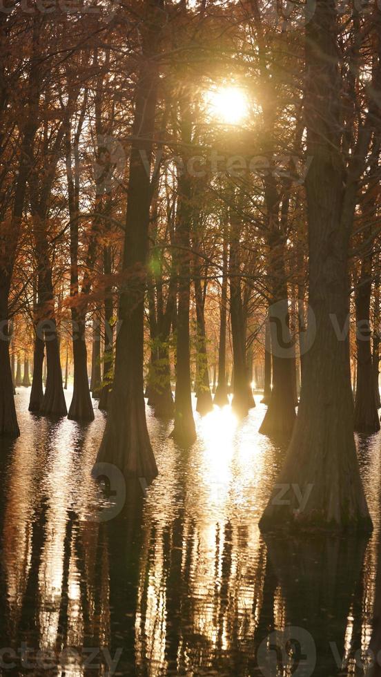 la splendida vista sulla foresta sull'acqua in autunno foto