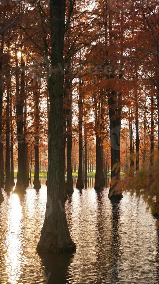 la splendida vista sulla foresta sull'acqua in autunno foto