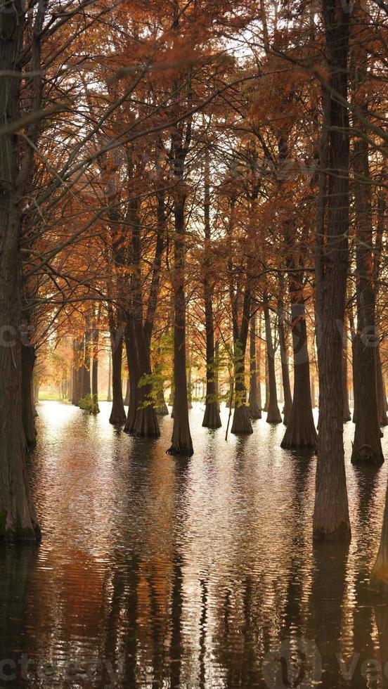 la splendida vista sulla foresta sull'acqua in autunno foto