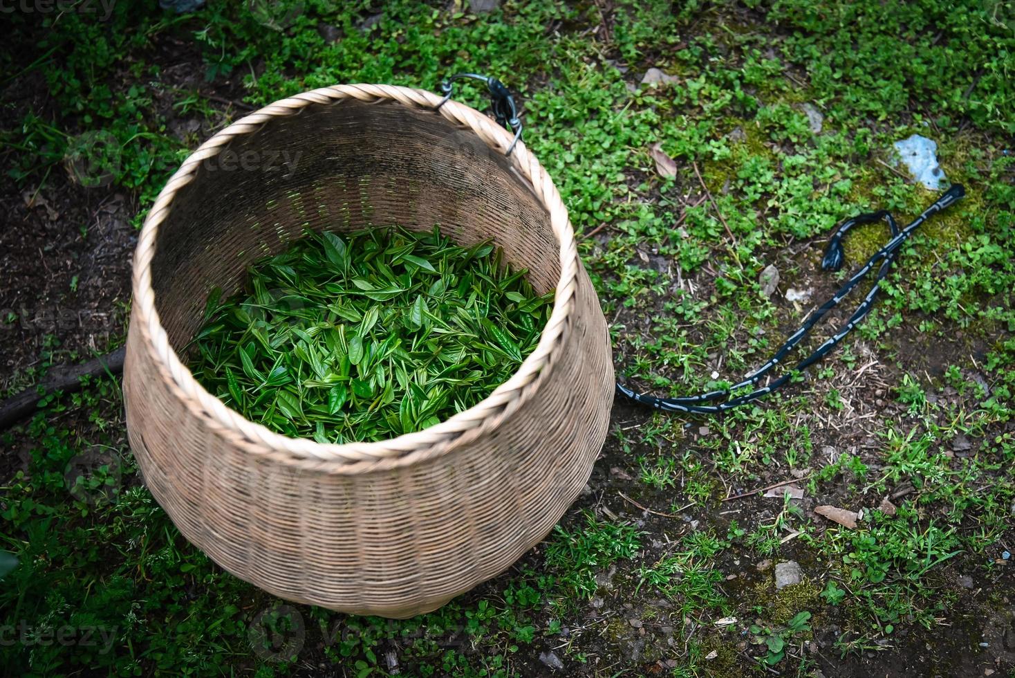 le foglie di tè verde fresche nel cesto di bambù vengono raccolte per un'ulteriore lavorazione in Cina a Hangzhou foto