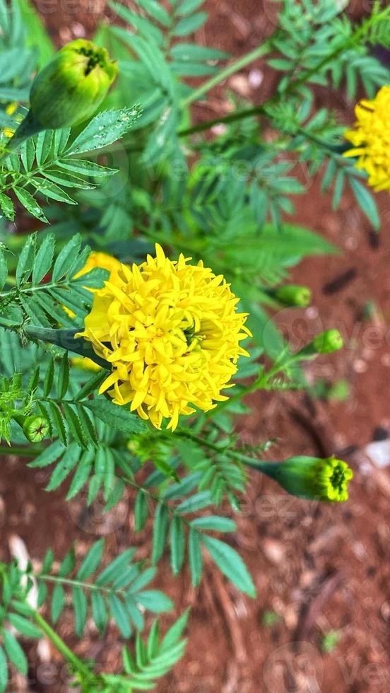 bellissimi fiori che sbocciano nel giardino foto