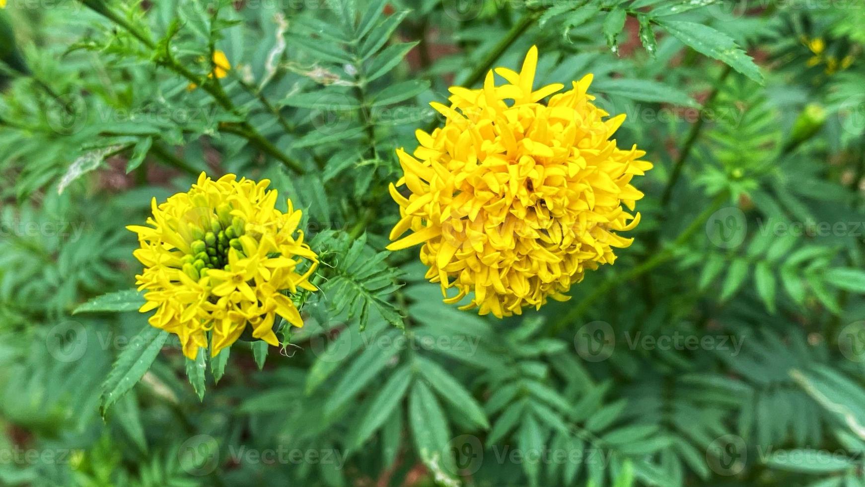 bellissimi fiori che sbocciano nel giardino foto