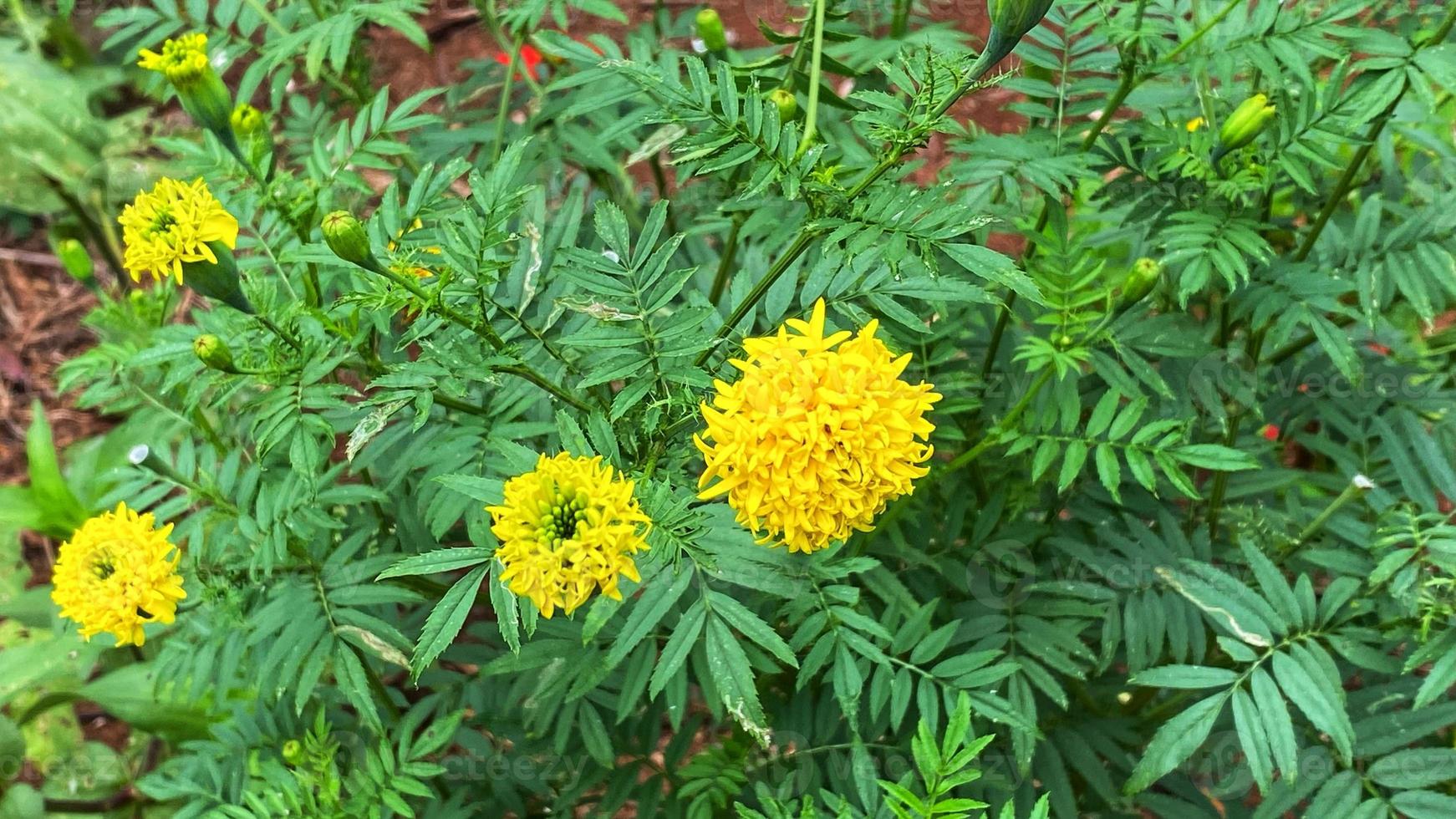 bellissimi fiori che sbocciano nel giardino foto