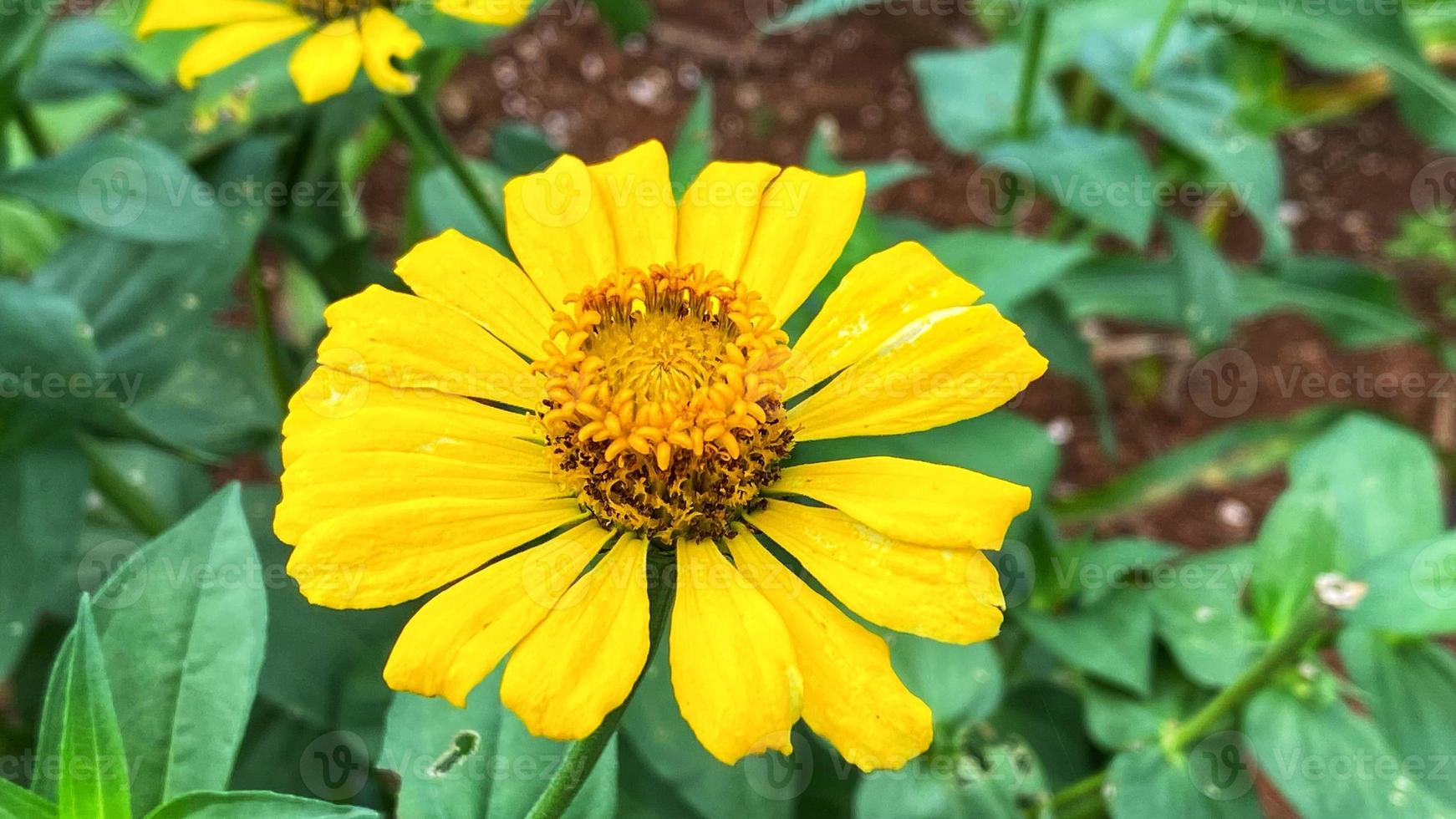 bellissimi fiori che sbocciano nel giardino foto