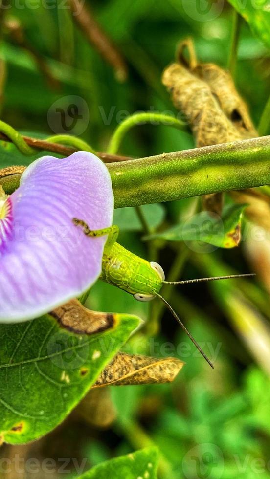 bellissimi fiori che sbocciano nel giardino foto