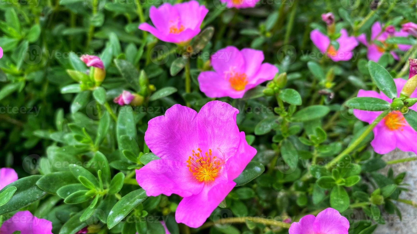 bellissime rose colorate in giardino foto