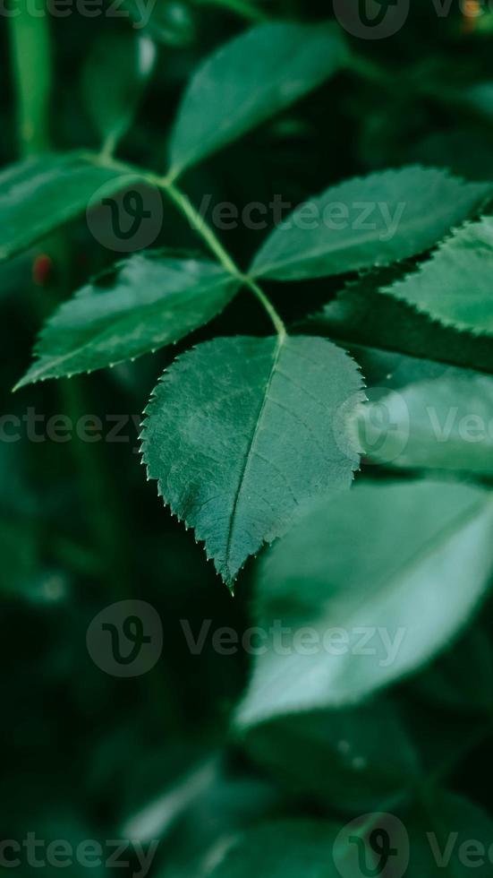 foglie di rosa verde come texture di sfondo. luogo per la pubblicità foto